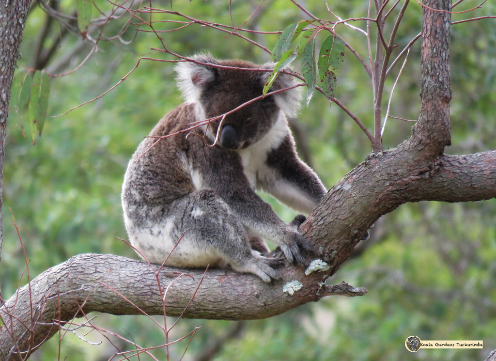 twiggy by koalagardens