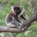 twiggy by koalagardens