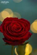 25th Dec 2016 - Red rose