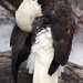 Bald Eagle  by randy23