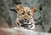 25th Dec 2016 - Amur Leopard Cub