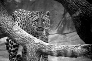 24th Dec 2016 - Amur Leopard