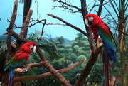 20th Dec 2016 - Macaws