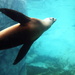 Underwater Seal by randy23