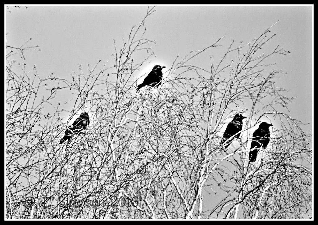 Angelic Crows by soylentgreenpics