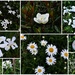 White Flowers ~ by happysnaps