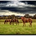 The Three Horses by stuart46