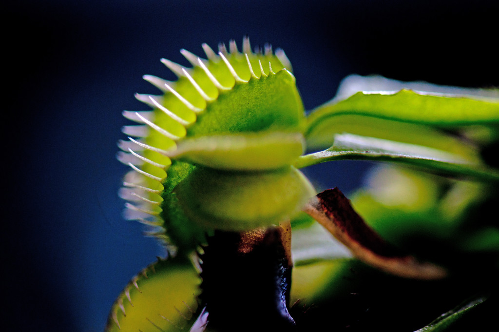 Carnivorous Plant by dianen