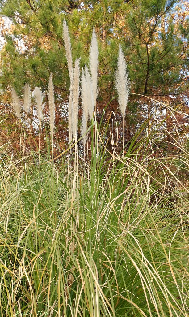 Pampas Grass by harbie