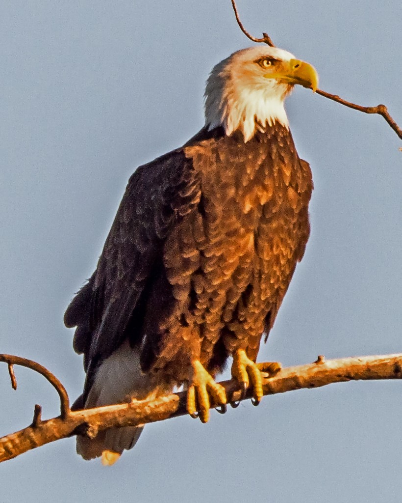 Bald Eagle by rminer