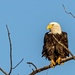 Bald Eagle on a Branch by rminer