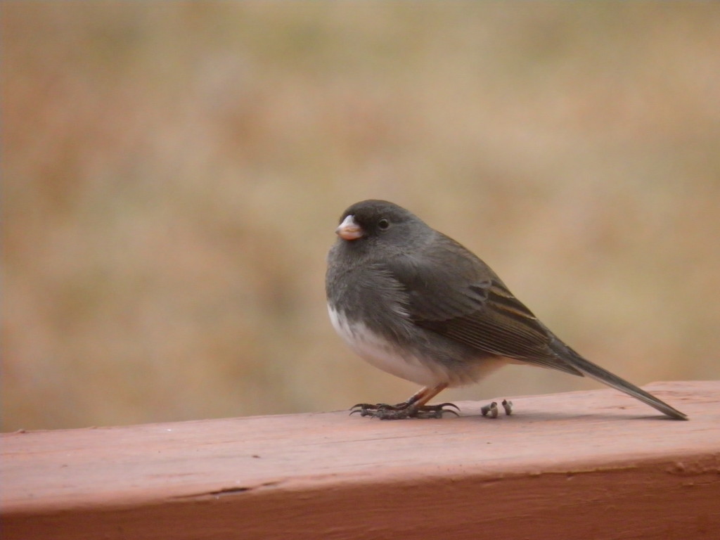 Curious Junco by daisymiller