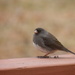 Curious Junco by daisymiller