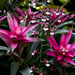 Bromeliads and Tiny Orchids by gardencat