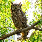 27th Dec 2016 - Cape Spotted Eagle Owl