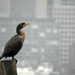 City Cormorant by seattlite