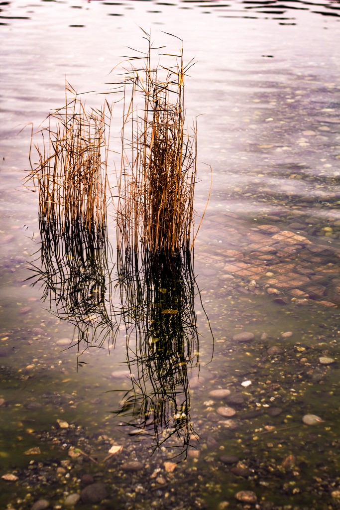 Pond life by swillinbillyflynn