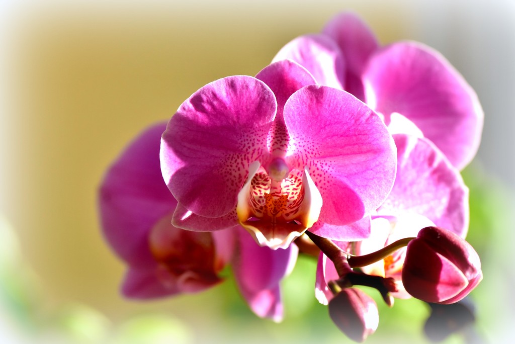 Orchids just never stop flowering by rosiekind