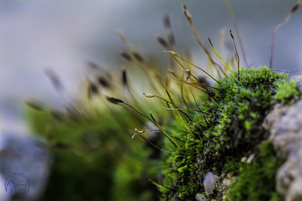 Moss Outcropping by evalieutionspics