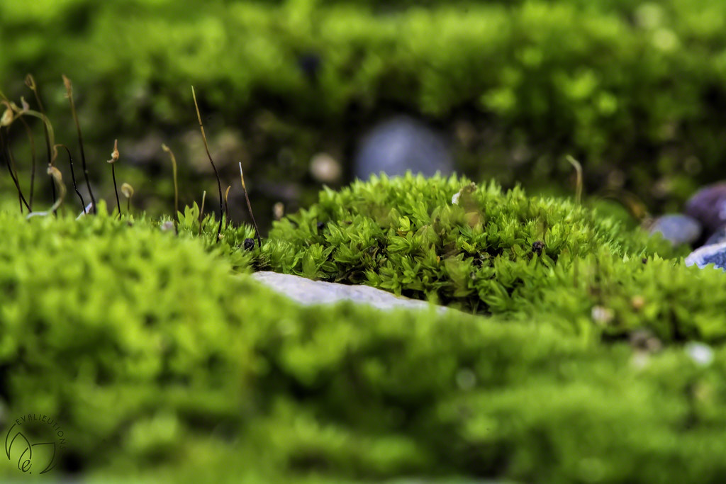 Rolling Hills of Moss by evalieutionspics