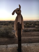 26th Dec 2016 - Desert Dog
