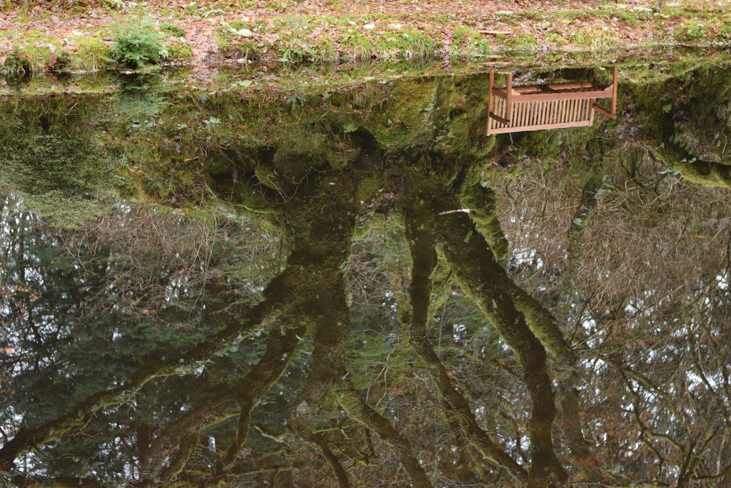 reflection of bench and tree by christophercox