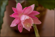 28th Dec 2016 - Pink Epiphyllum flower