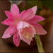 Pink Epiphyllum flower by kerenmcsweeney