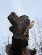 27th Dec 2016 - The Wooden Owl