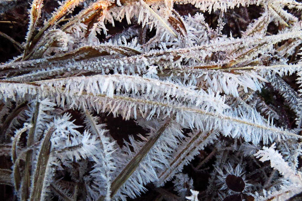 Found Some Hoar Frost This Morning by milaniet