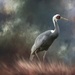 White Naped Crane for Textures by jgpittenger