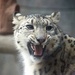 Snow Leopard by randy23