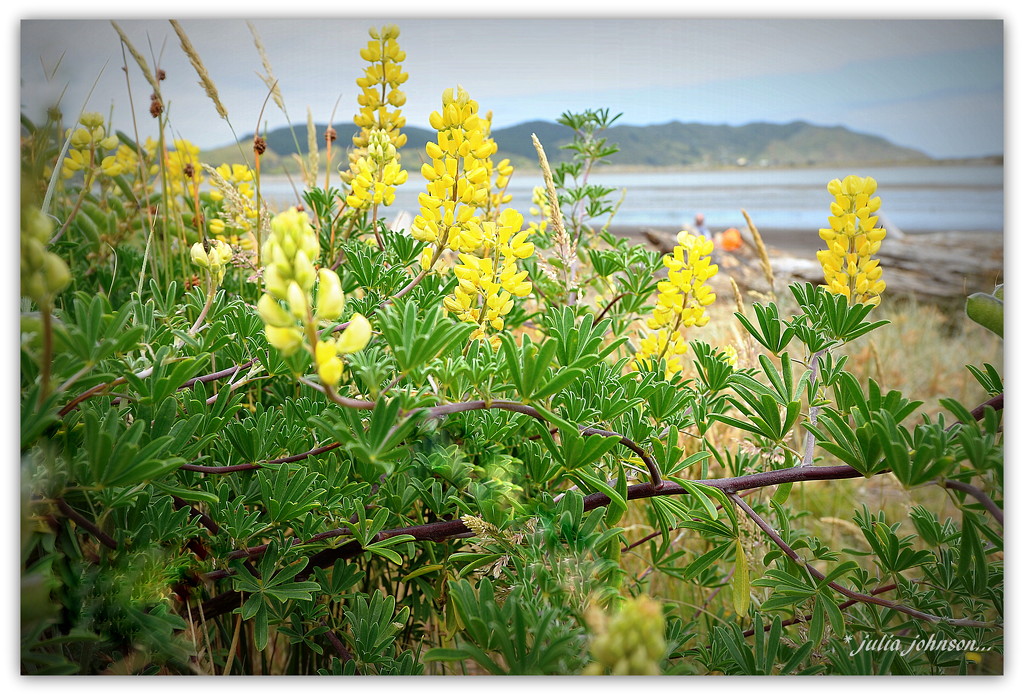 Beach Lupins... by julzmaioro