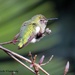 Fluffy hummingbird by kathyo