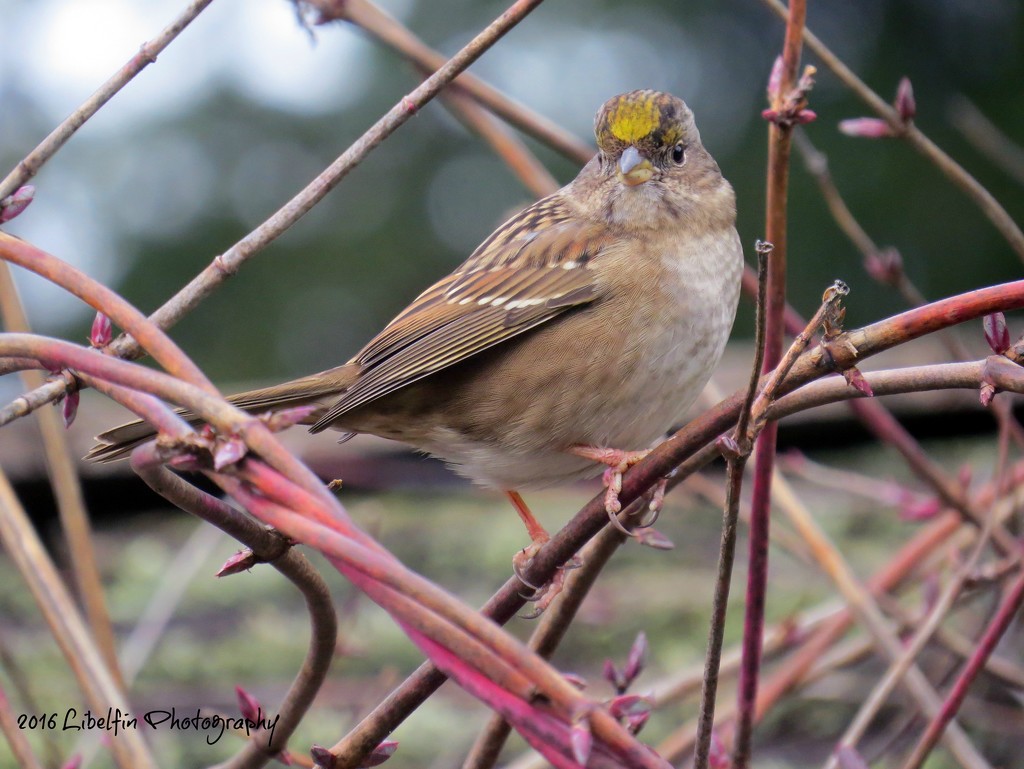 Golden Crowned Sparrow by kathyo