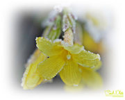 28th Dec 2016 - Frosted Forsythia