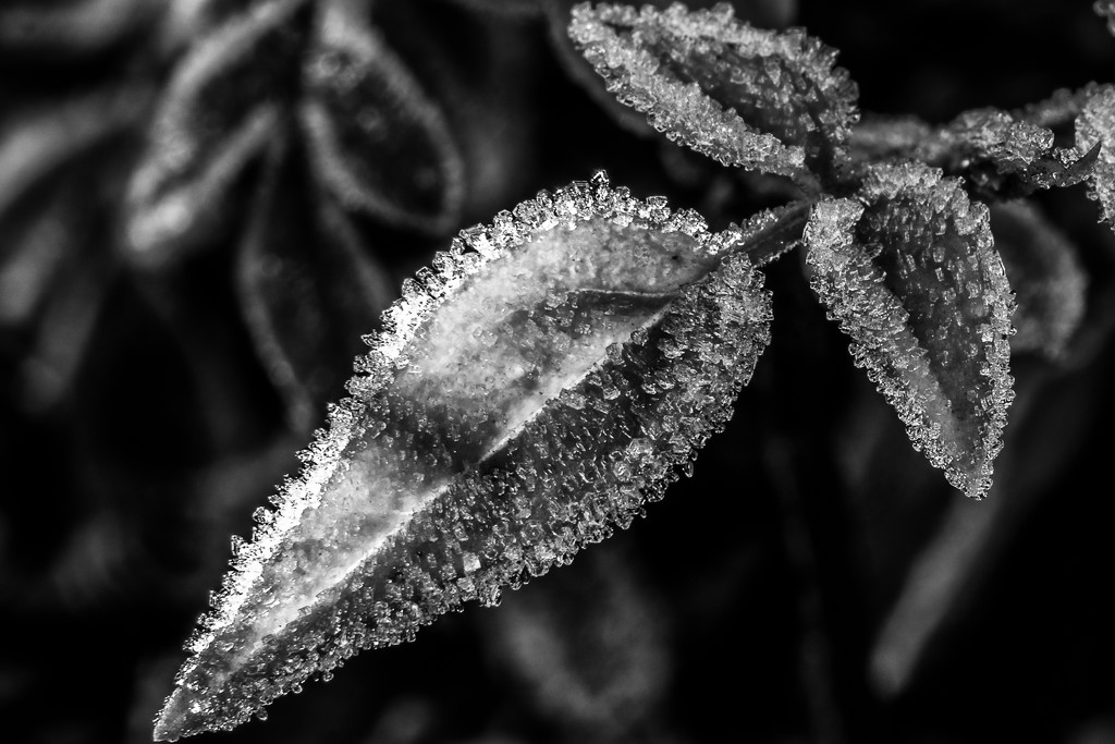 Black and White Frost  by rjb71