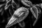 28th Dec 2016 - Black and White Frost 