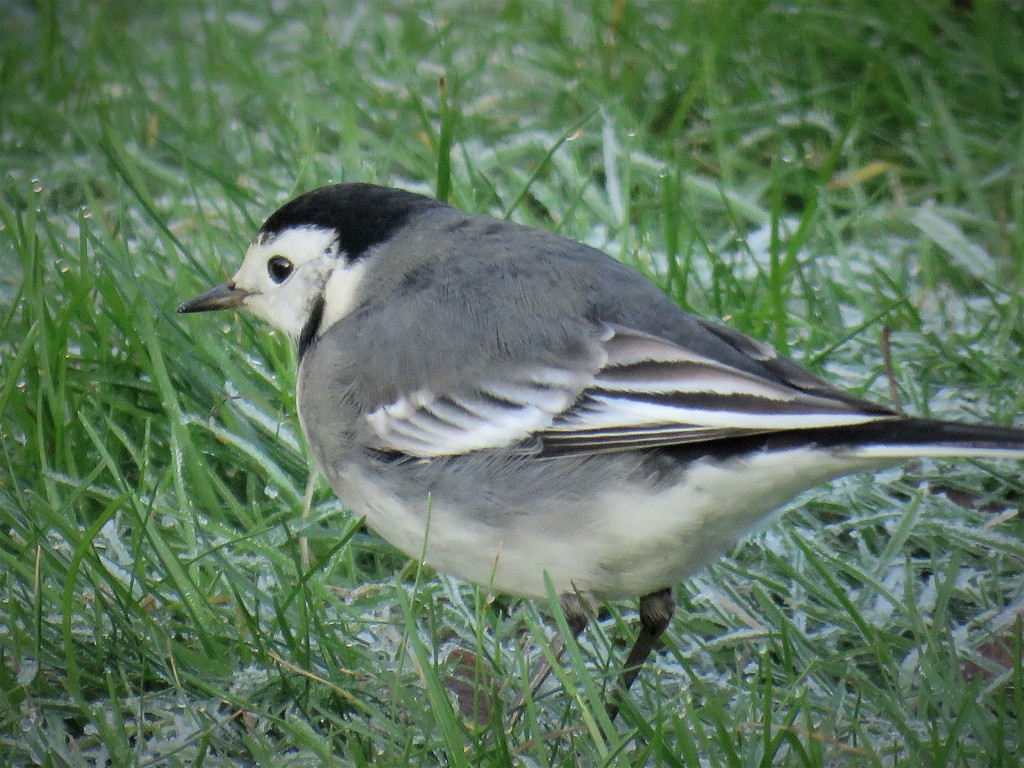Garden Visitor - Pied Wagtail by phil_sandford