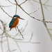 Kingfisher(female) by padlock