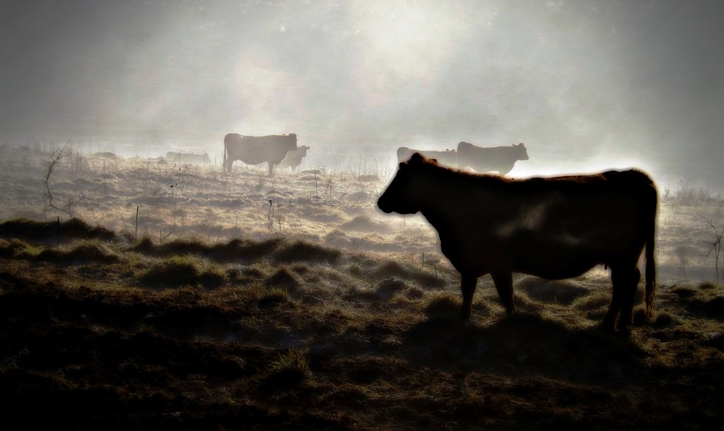 Cattle in the Mist by ajisaac