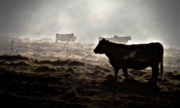 28th Dec 2016 - Cattle in the Mist