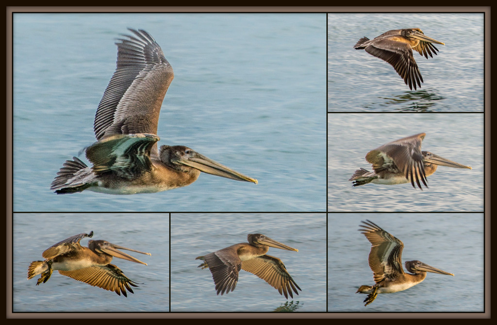 Pelican Skims the Sea by taffy