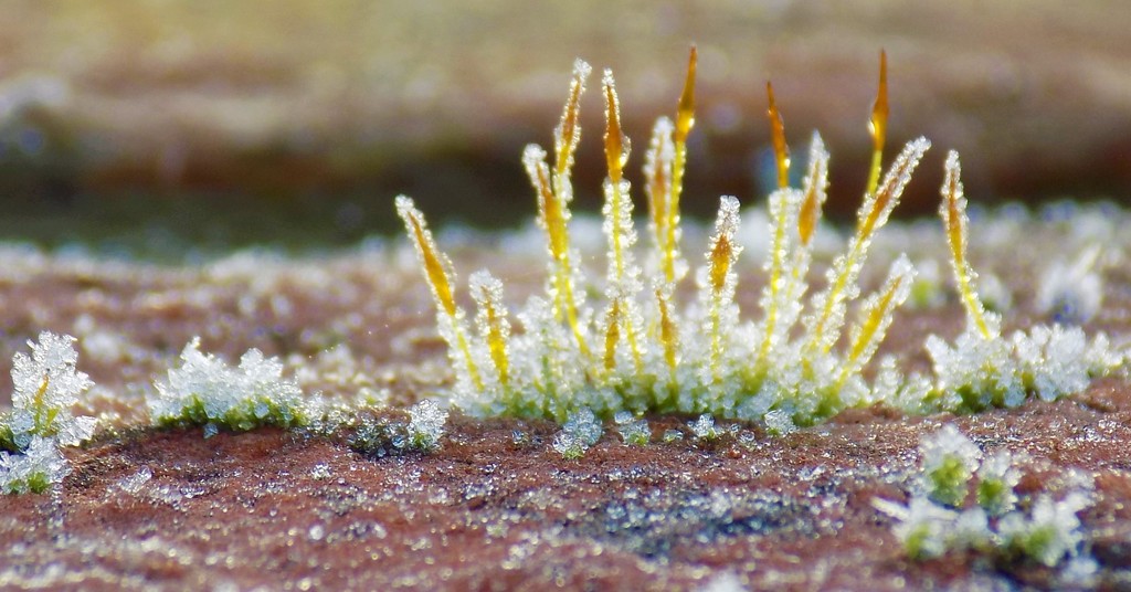 The first moss .... by flowerfairyann