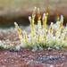 The first moss .... by flowerfairyann