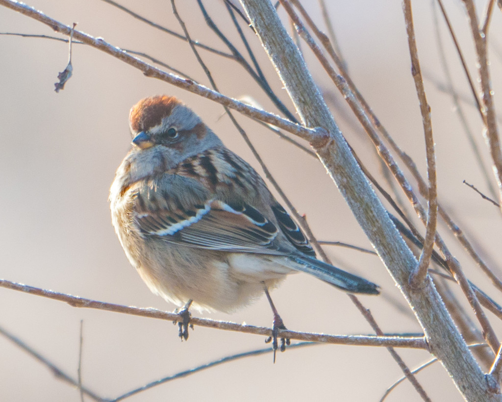 Sparrow on a branch by rminer