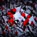 Snow Berries by andycoleborn