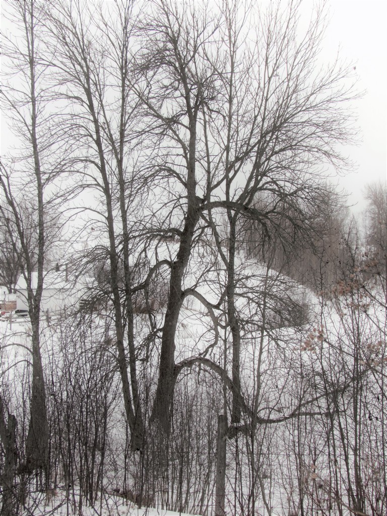Snowy tree by radiogirl