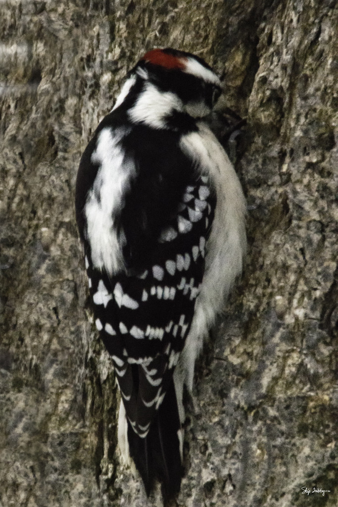 Downy Woodpecker by skipt07