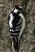 23rd Dec 2016 - Downy Woodpecker
